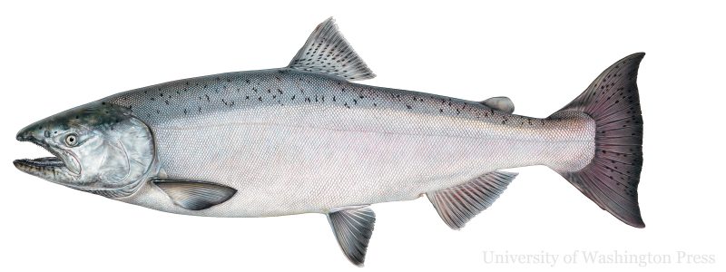 692 Fishes of the Salish Sea